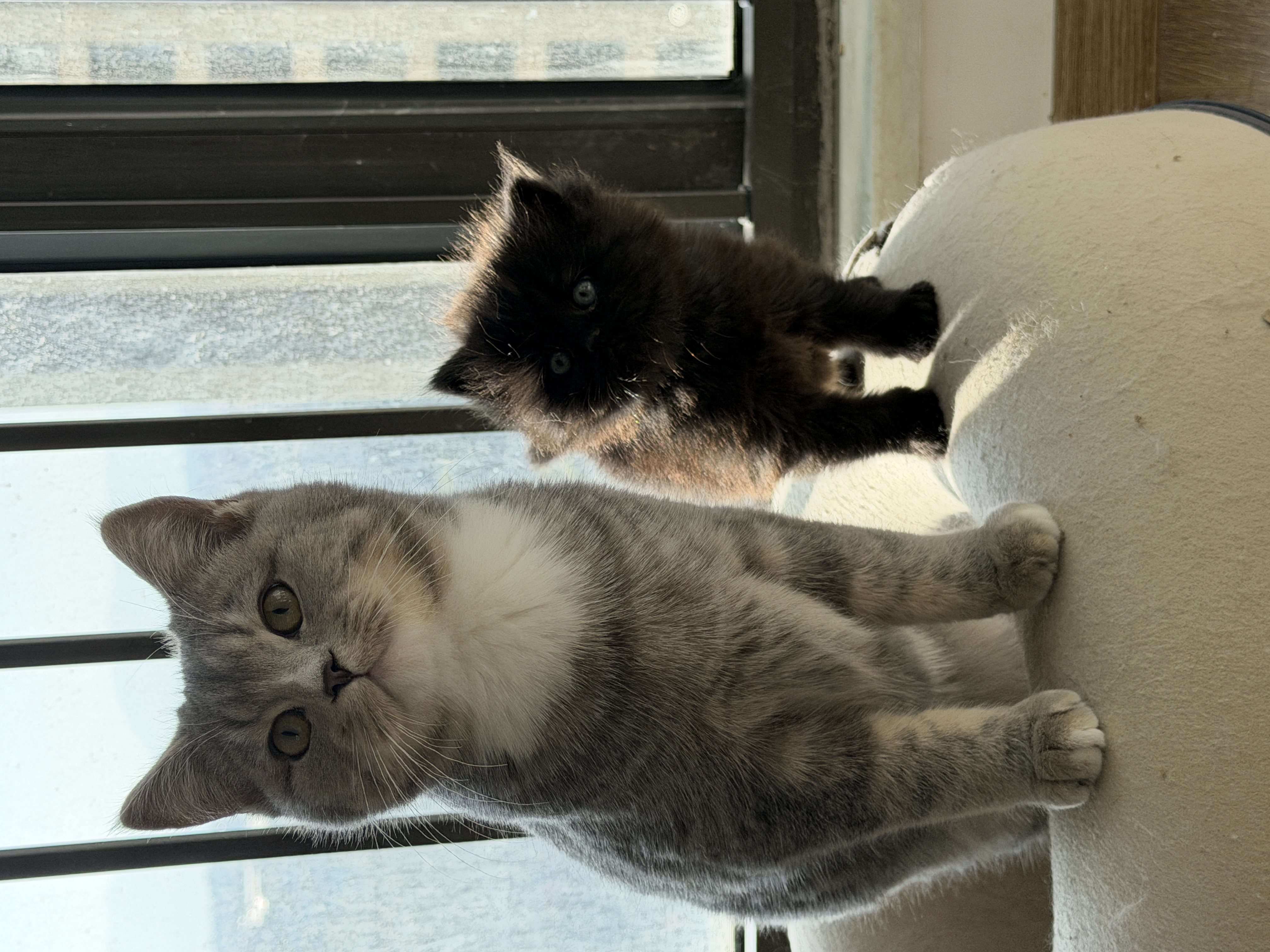 蓝金弟弟 4个多月月 已经有点发腮了 脸很肥 疫苗三针打完 活泼健康